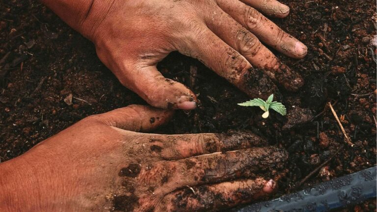 Seed starting supplies to gather now before shelves sell out