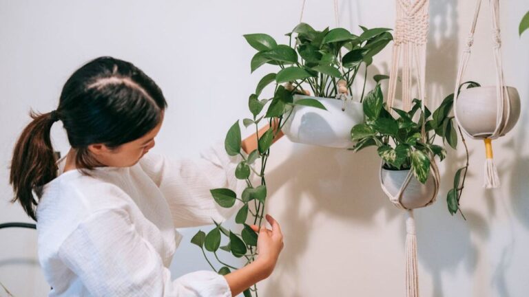 10 winter-friendly houseplants that still look fresh in January