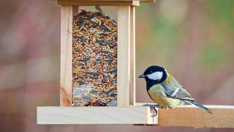The winter bird feeder setup that does not invite a mess