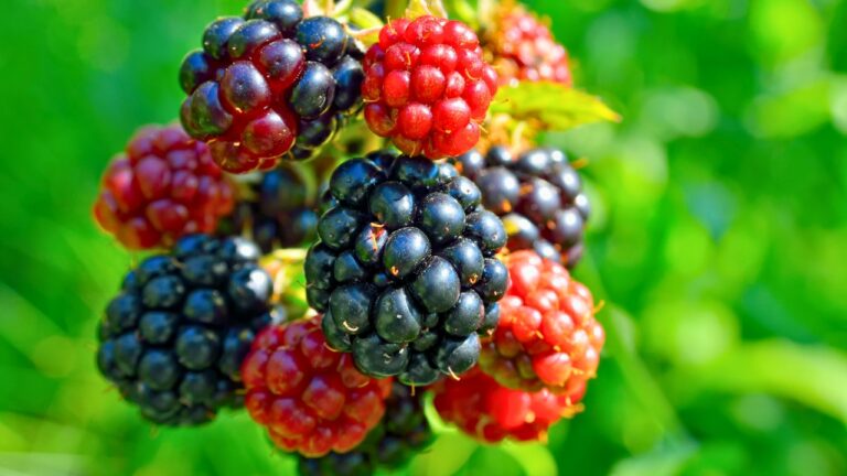 Berry bushes you can plant now for a head start next year
