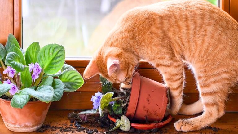 Holiday plants that are pet safe and still look cheerful