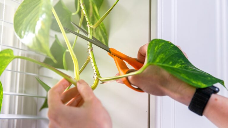 The three plant families to start from cuttings before winter