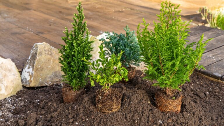 Evergreen shrubs that stay tidy without constant pruning