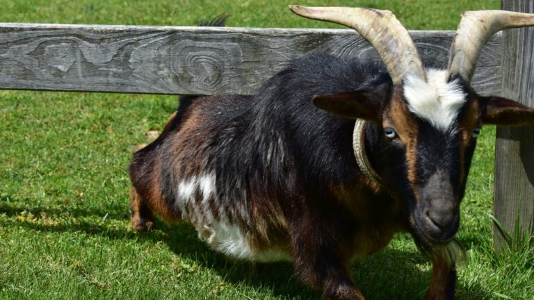 You’re planning for animals but might be neglecting this one fence detail
