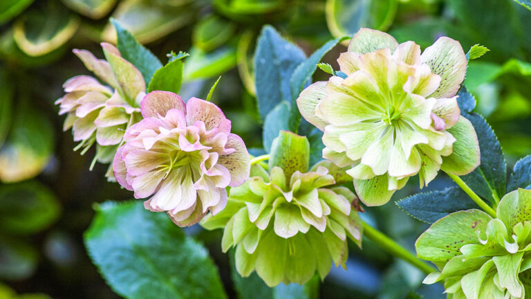 8 shade-loving container plants that look good all winter