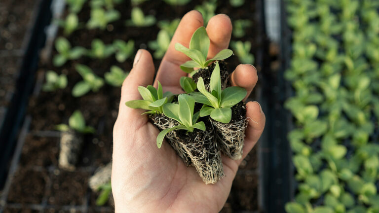 5 Gardening Habits That Waste Time and Money