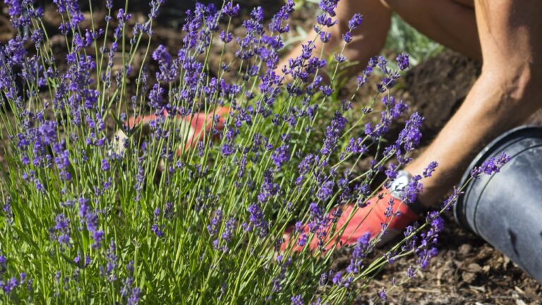Eight steps to overwinter lavender so it comes back stronger