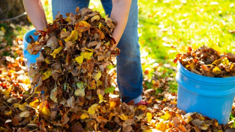 11 Clever Ways to Reuse Fallen Leaves in Your Yard
