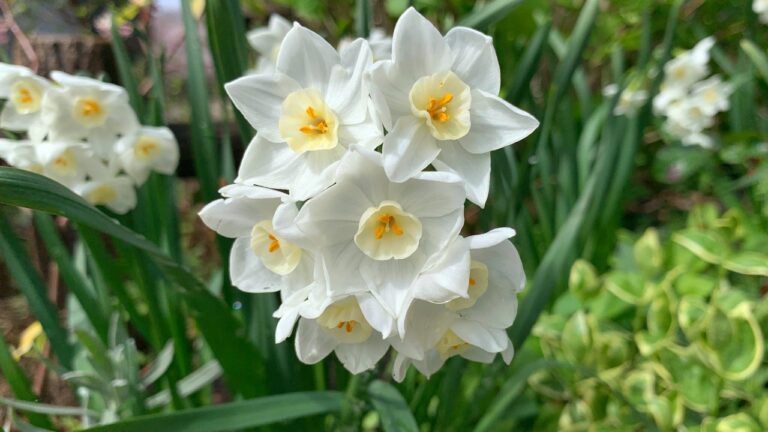 The best date to start paperwhites and have blooms for Christmas