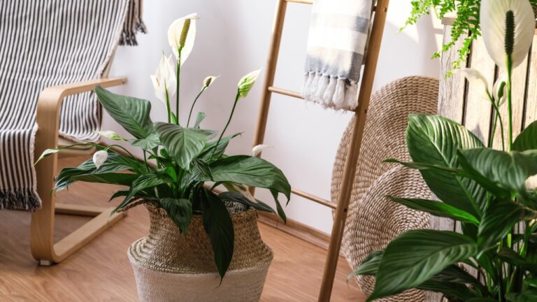 10 low-water houseplants that handle dry furnace air