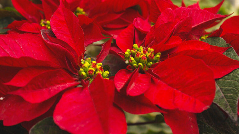 6 Tips for Keeping Your Poinsettias Alive Through January