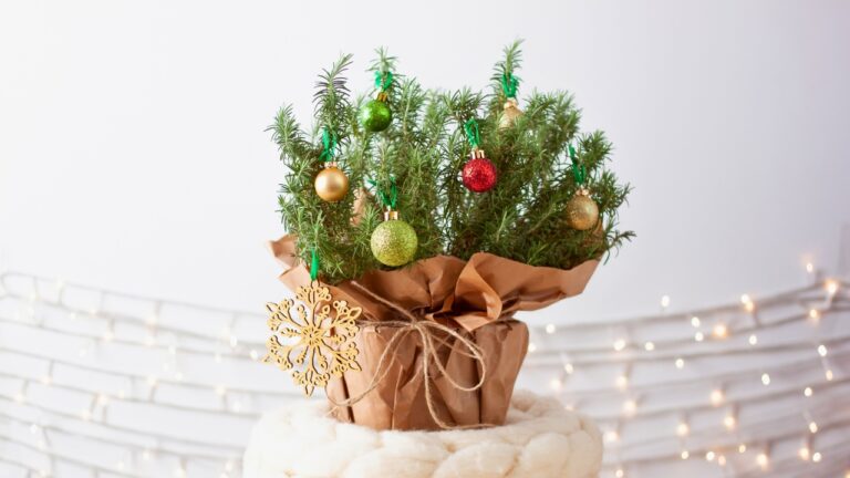 Pet-safe holiday plants that still look cheerful indoors