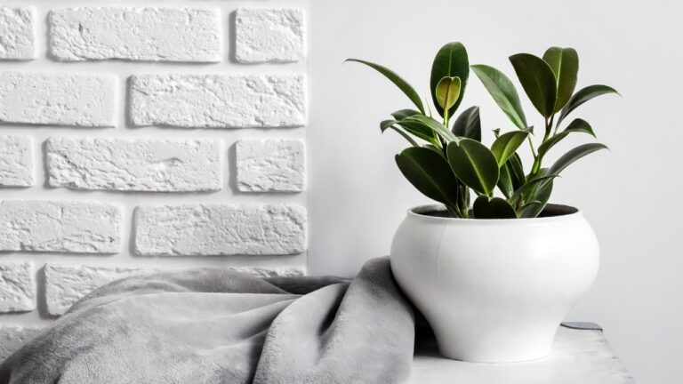 Houseplants you’ll love this winter