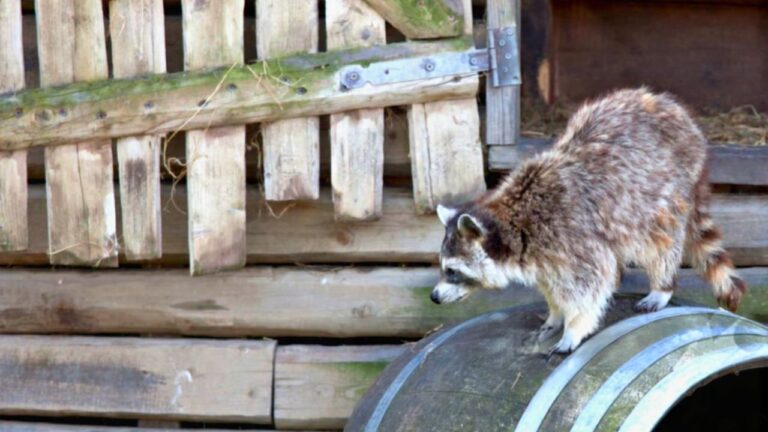 The nuisance animal mistakes that make the problem worse on rural land