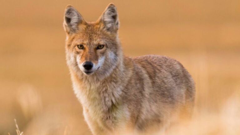 The common reason people miss coyotes at normal property distances