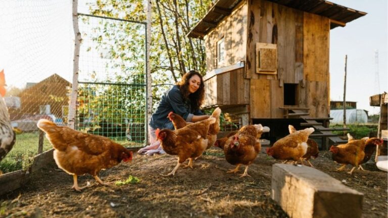 If you keep backyard chickens, the H5N1 headlines are a reminder to tighten biosecurity basics