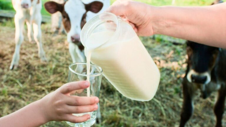 Wisconsin’s dairy H5N1 update is sparking new questions about raw milk handling at home