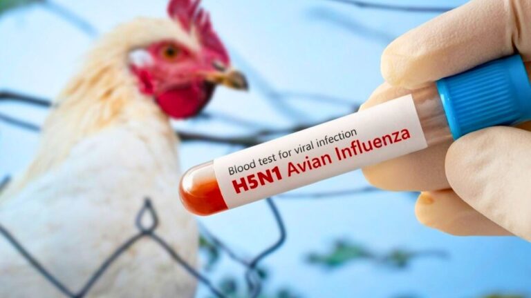 What “low risk to the public” actually means in bird-flu updates, and what changes if you have animals