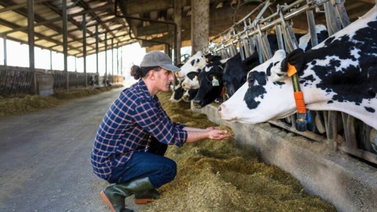 Ranchers are furious as efforts to lower beef prices slam cattle markets