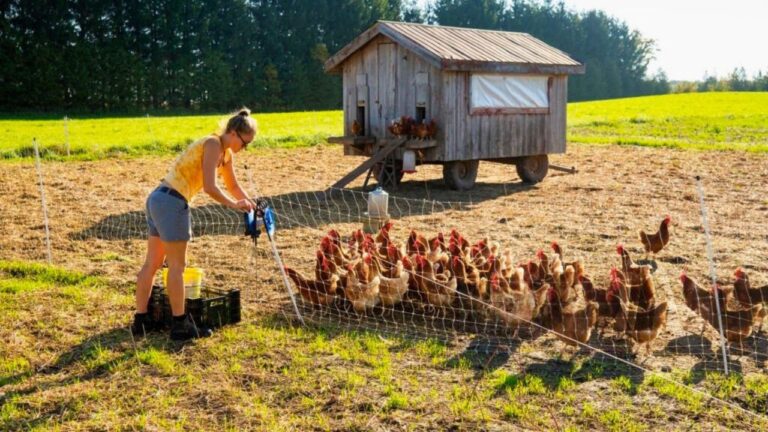The simple biosecurity routine small farms skip that matters most when flu news spikes