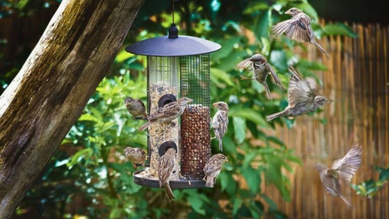 Wild birds around feeders can raise risk near coops and what to change without overreacting