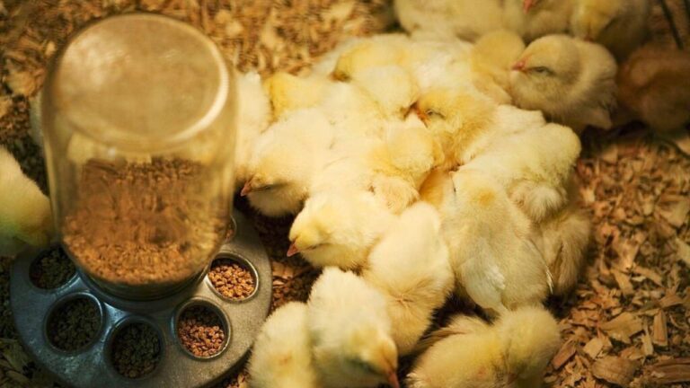 Before spring chicks, the homestead prep step that saves you money and stress later