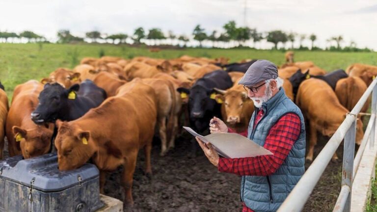 Ranchers say the push to lower beef prices is crushing them and shoppers still aren’t winning