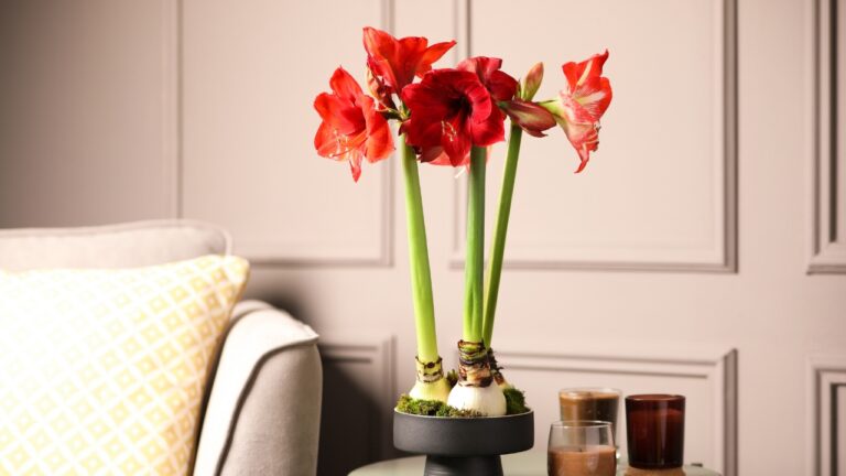 14 Christmas Flowers and Greenery That Make Any Home Look Better