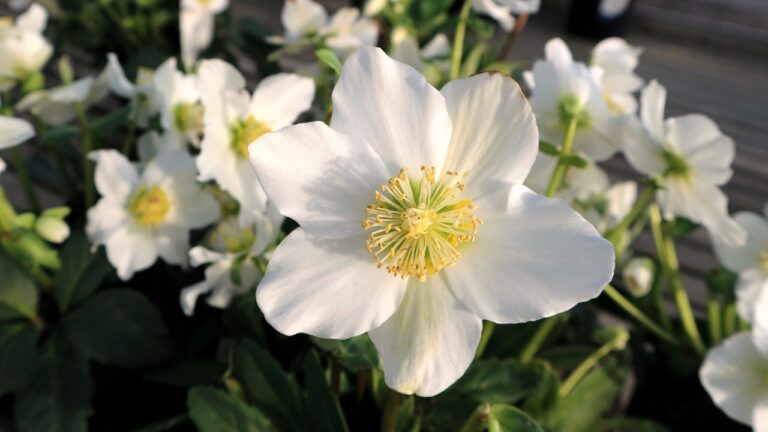 12 Most Beautiful Christmas Plants