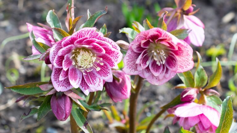 12 Winter Plants That Stay Gorgeous Long After Christmas
