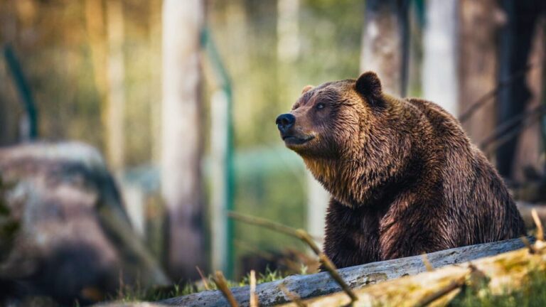 A bear shows up during Chip and Joanna Gaines’ Colorado renovation project