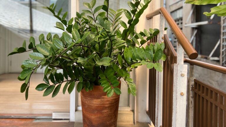 15 Indoor Evergreens That Make a Home Feel Warm All Season