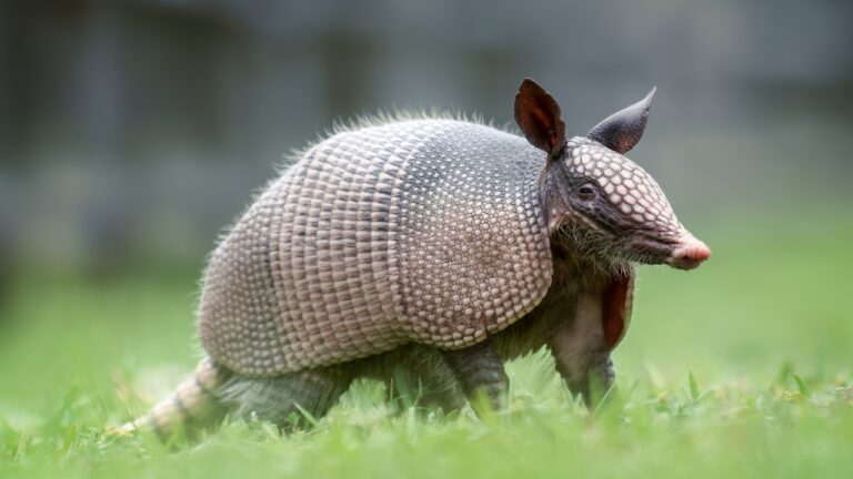 What Caliber Works Best for Groundhogs, Armadillos, and Other Digging Pests?