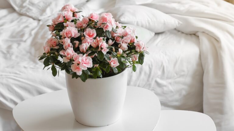 9 Winter Blooms That Brighten a Home When Everything Outside Is Bare