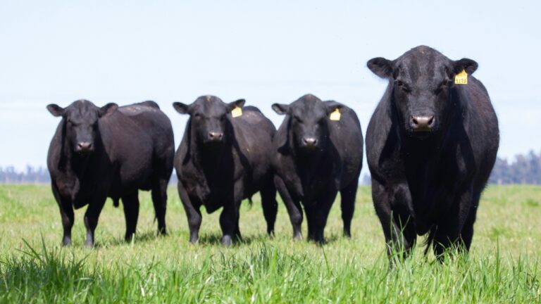 Why cattle supply is still tight and why relief is not coming fast