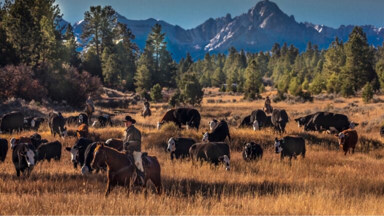 The rural land trend showing up again, ranches are being protected instead of sold off