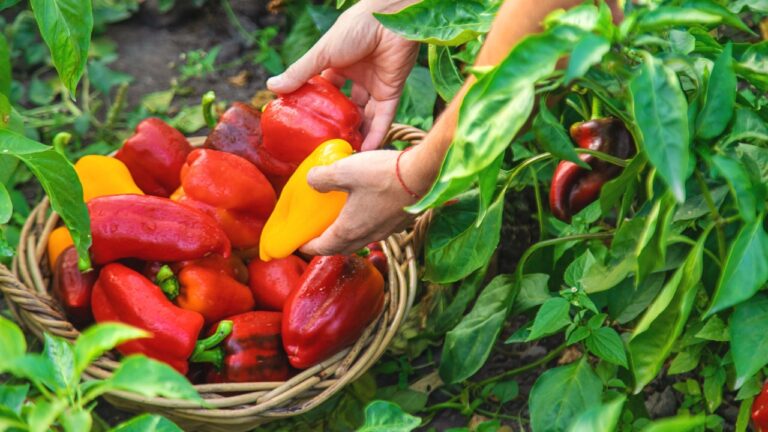 7 Yard Tasks to Do Before the Deep Freeze