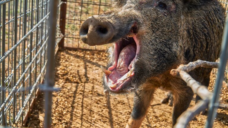 What Caliber Actually Drops Feral Hogs Without Destroying the Meat?