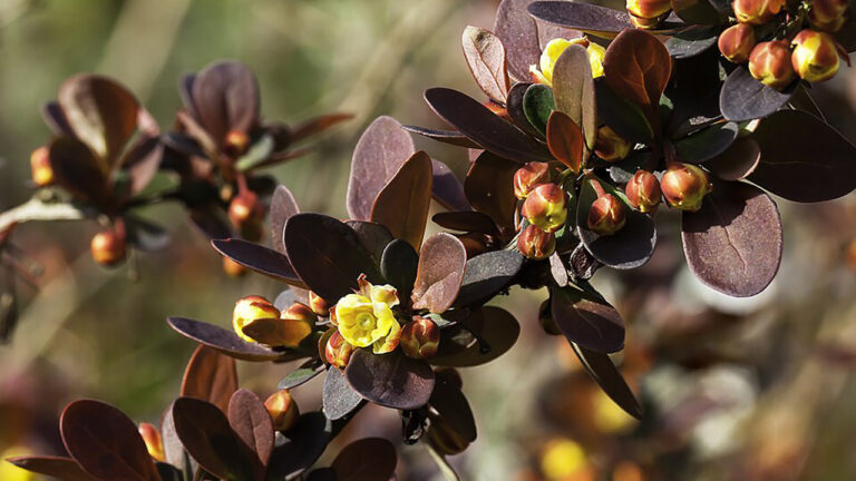 7 invasive plants you’ll regret ignoring this winter when they explode in spring