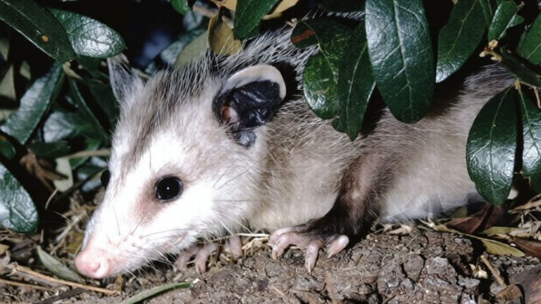 What Caliber Works Best for Skunks and Opossums Without Overpenetrating
