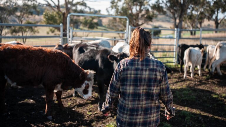 Ranchers are reacting to the push for cheaper beef, and the ripple effects could hit supply later