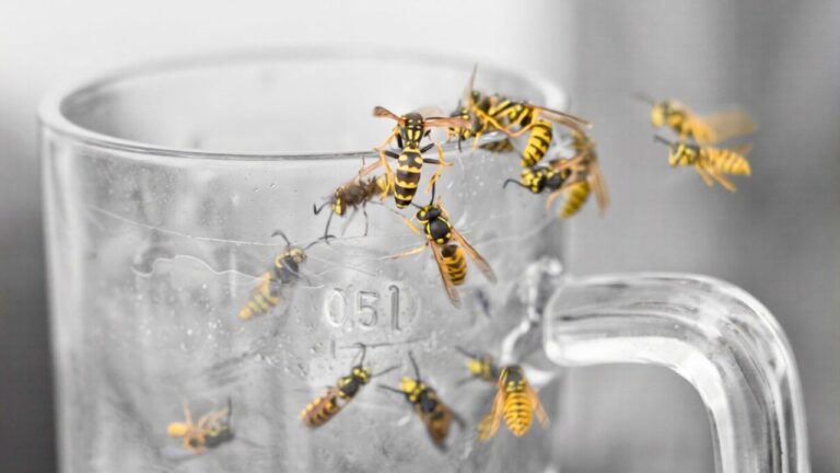 You’re attracting wasps with this common outdoor drink setup