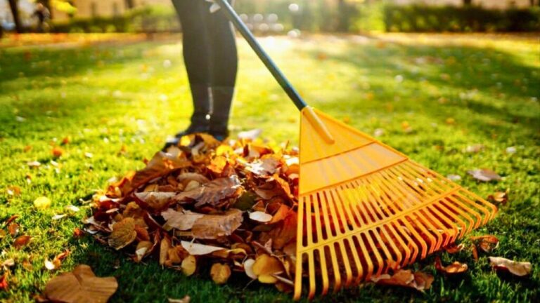 You’re doing “spring cleanup” in a way that hurts next year’s lawn