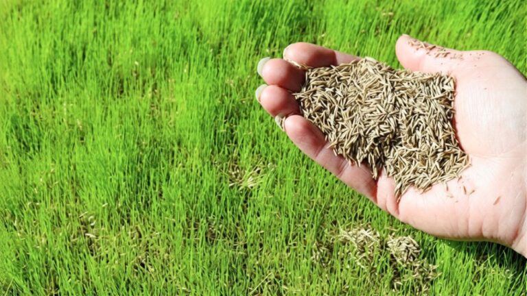 You’re making your yard look patchy with this seed spread mistake