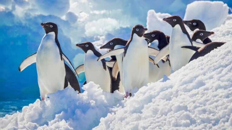 “The penguins down there are going to have a great show” — ‘ring of fire’ eclipse hits Antarctica Tuesday