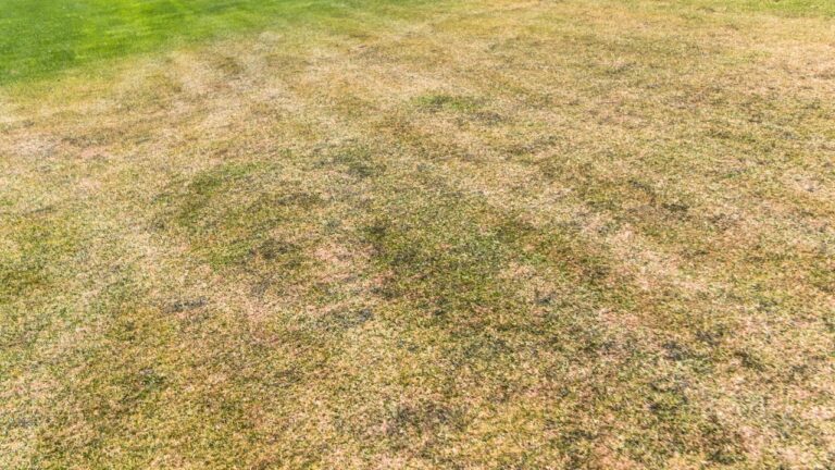 You’re mowing too low if your yard looks like this by July
