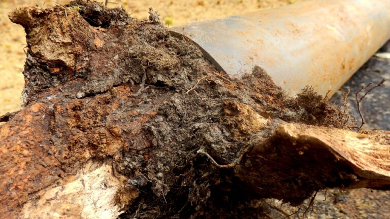 These tree roots can wreck your septic line sooner than you’d think