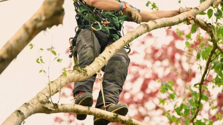 Tree trimming averaging $550 now seen as protection against $5,000 roof damage