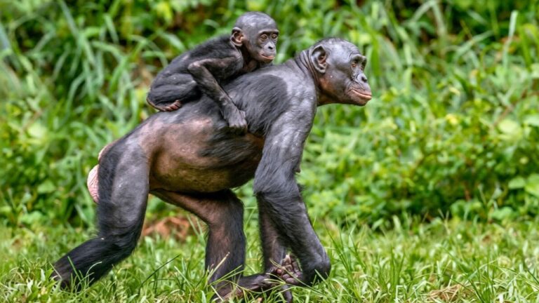New research challenges the idea that bonobos are the “peaceful” primates