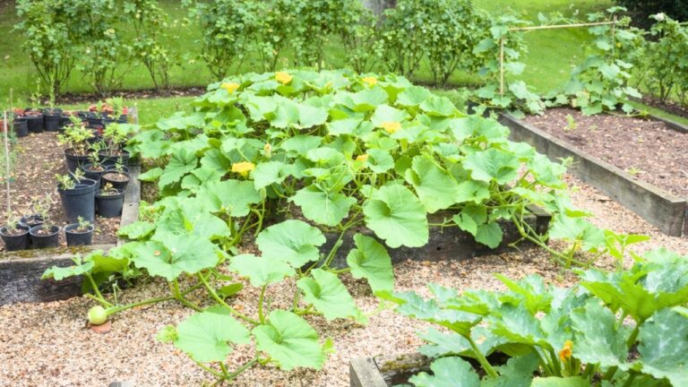 I planted squash in the raised bed and forgot how aggressive it gets